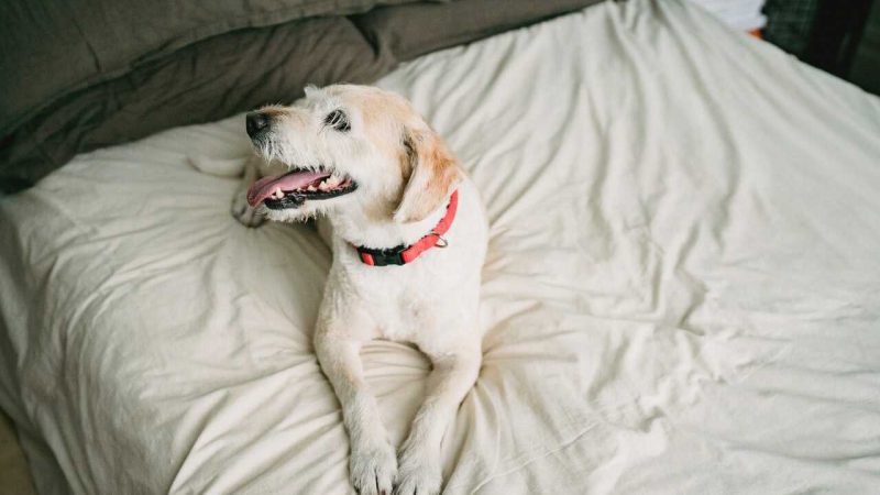 Tips for Selecting a Nice Dog Bed